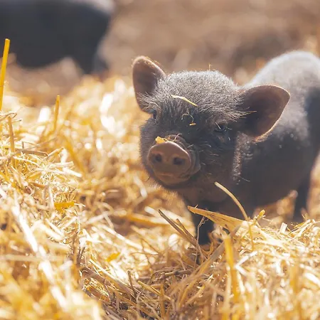 Demeures De Campagne Parc Du Coudray - Barbizon Hotel Le Coudray-Montceaux